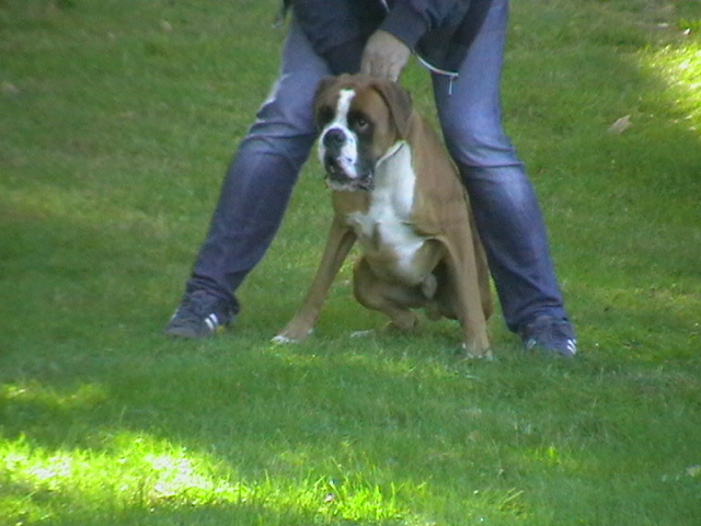 Her sitter Fritz klar til start. Han løp raskest av boxer-guttene.