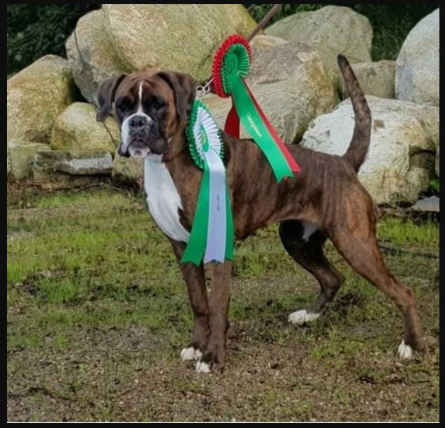 N UCH G & T-hjertebo's Orlanda,Orre 15.09.2018
Eier/Handler: Eirin Elisabeth Johansen  
Oppdretter: Trine Larsen og Gry-Tone Hjertås  
Far: N UCH Kvadraten Sebastian 
Mor: G & T-hjertebo's Gemma
