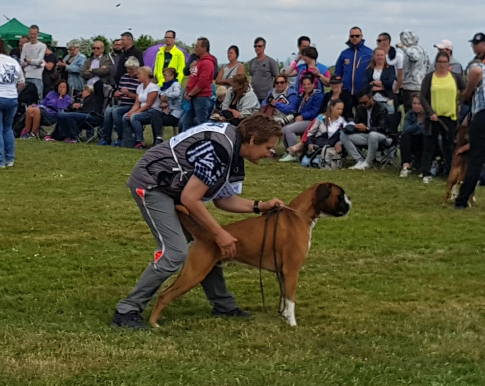 N UCH Birkeboxer Othello  
Dal 28.04.2018
Eier: Wenche Bjørkås  
Handler: Marit Irene Aanestad  
Oppdretter: Line B. og Einar Stålesen  
Far: N UCH Almera's Yaromir
Mor: Birkeboxer Jamila
