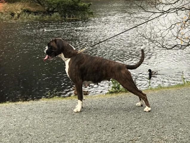 N UCH Birkeboxer Nera, Fitjar 10.11.2018 
Eier/Handler: Cecilie Kleiberg Jørgensen
Oppdretter: Line B. og Einar Stålesen 
Far: Multi Champion AK AD BH ZTP Körung B IPO1 Bozzz von Ellinghaus 
Mor: Gera BrisArt NorDom